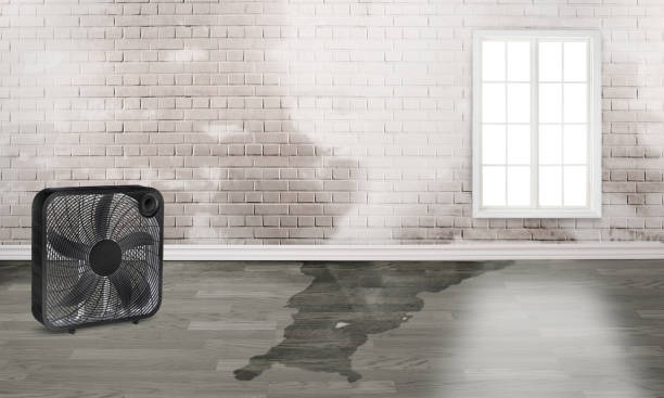 Best Professional water damage repair  in Haskell, TX